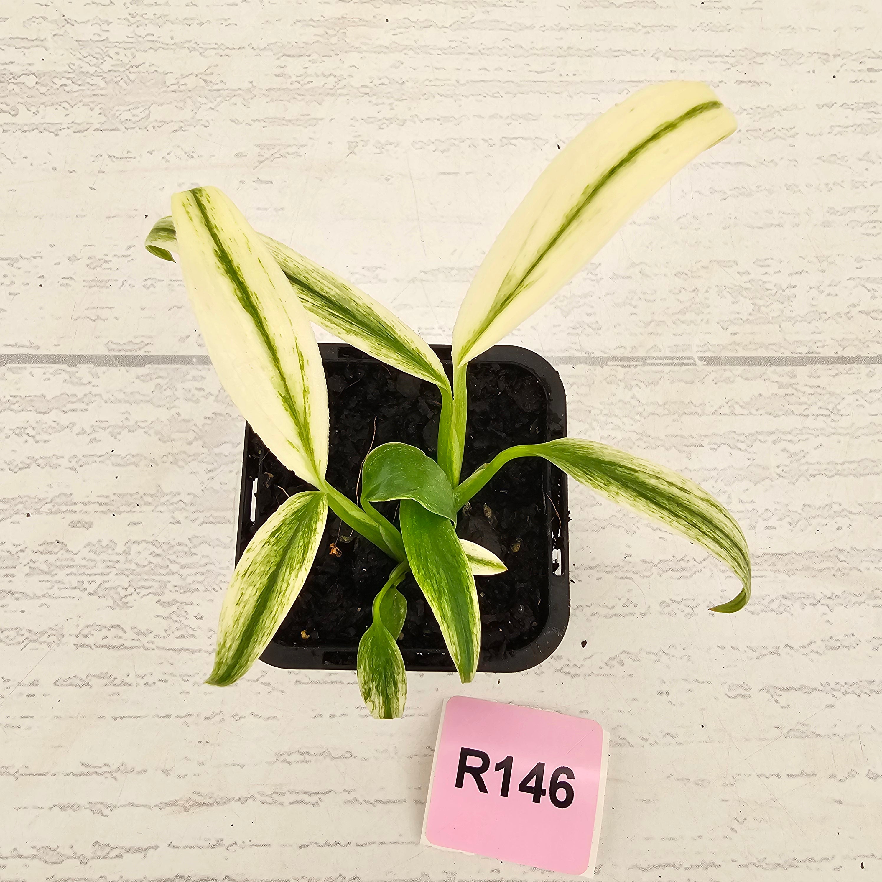 Epipremnum amplissimum variegata 'Albo'