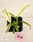 Epipremnum amplissimum variegata 'Albo'