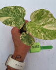 Monstera deliciosa Thai Green Snow - Bare Bottom Baby
