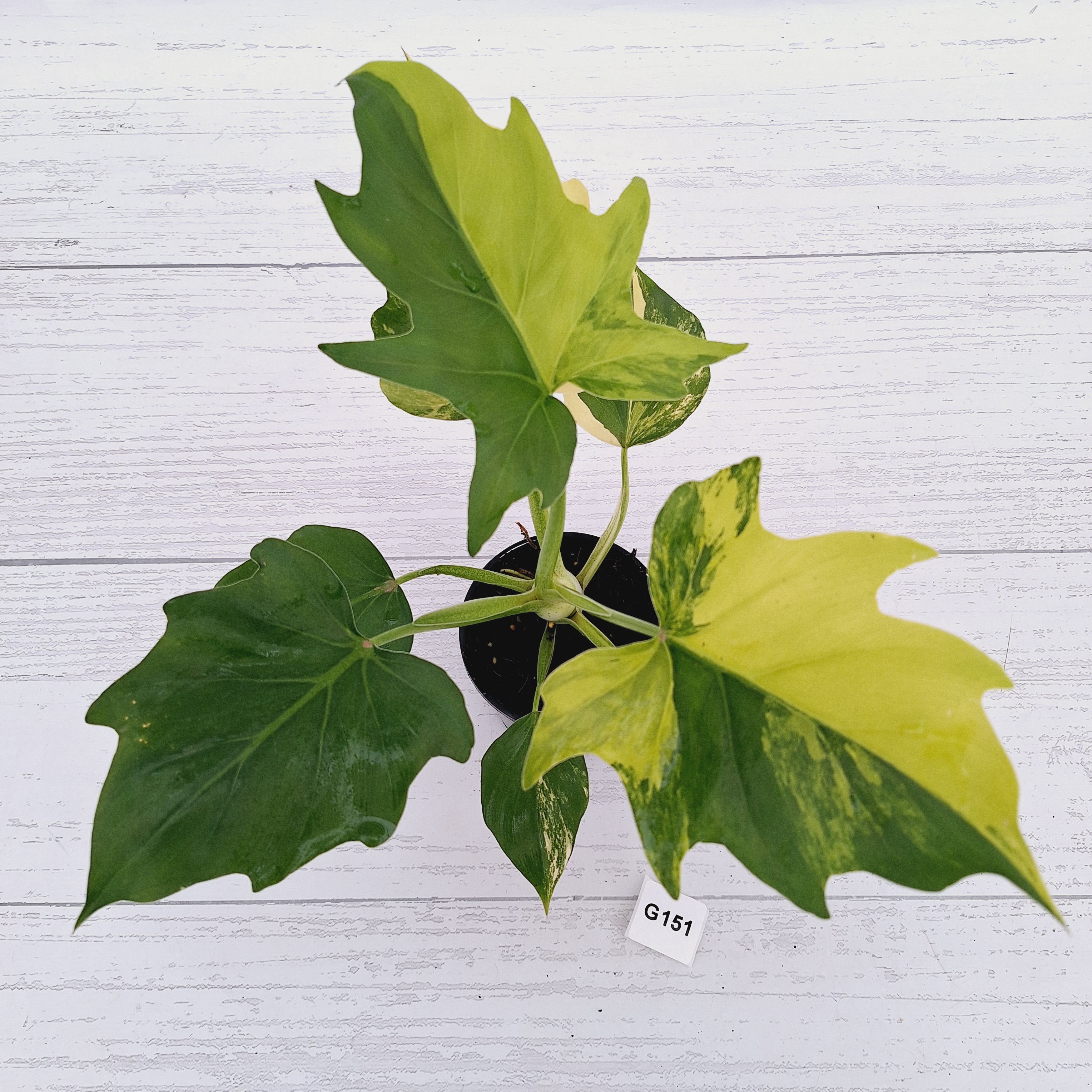 Philodendron warscewiczii Gold Variegata