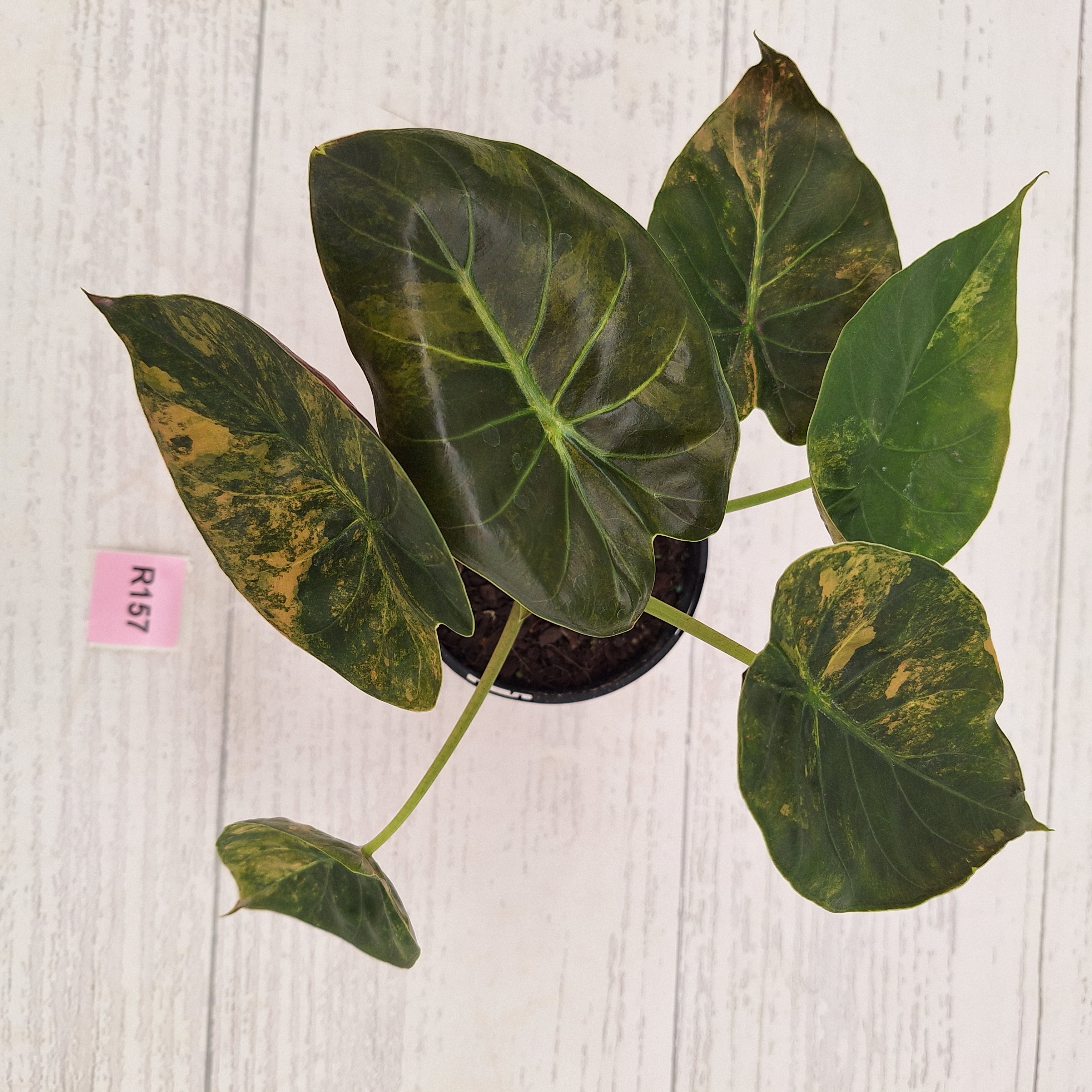 Alocasia ‘wentii’ Variegated - Sale