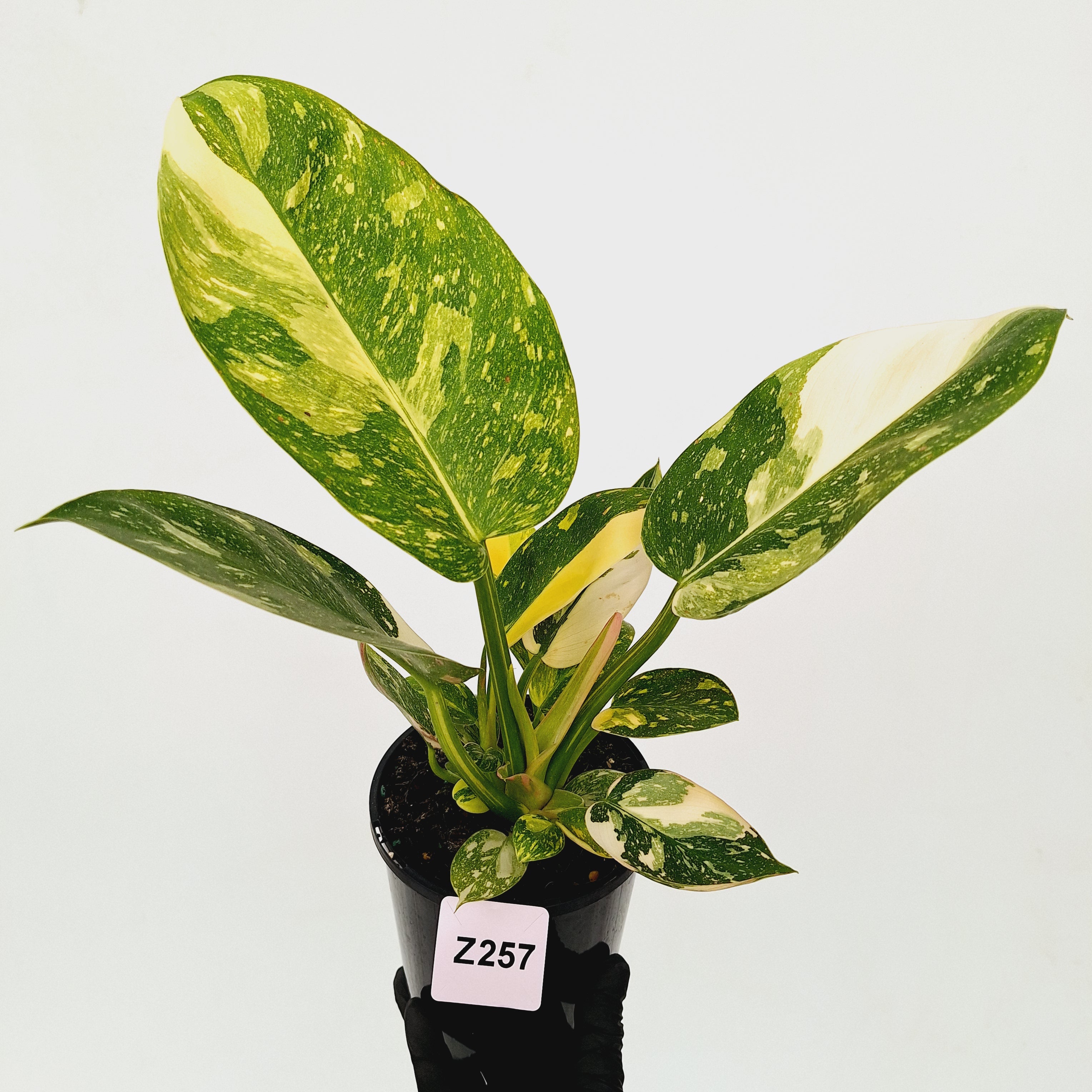 Philodendron Green Congo Variegata (Nuclear)