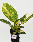 Philodendron Green Congo Variegata (Nuclear)