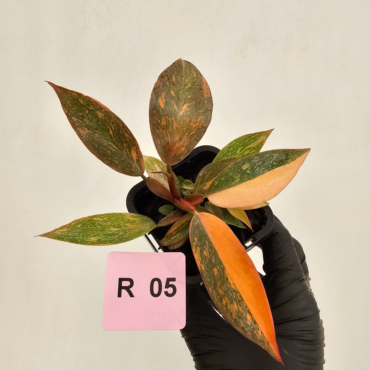 Philodendron 'Orange Princess' 70mm