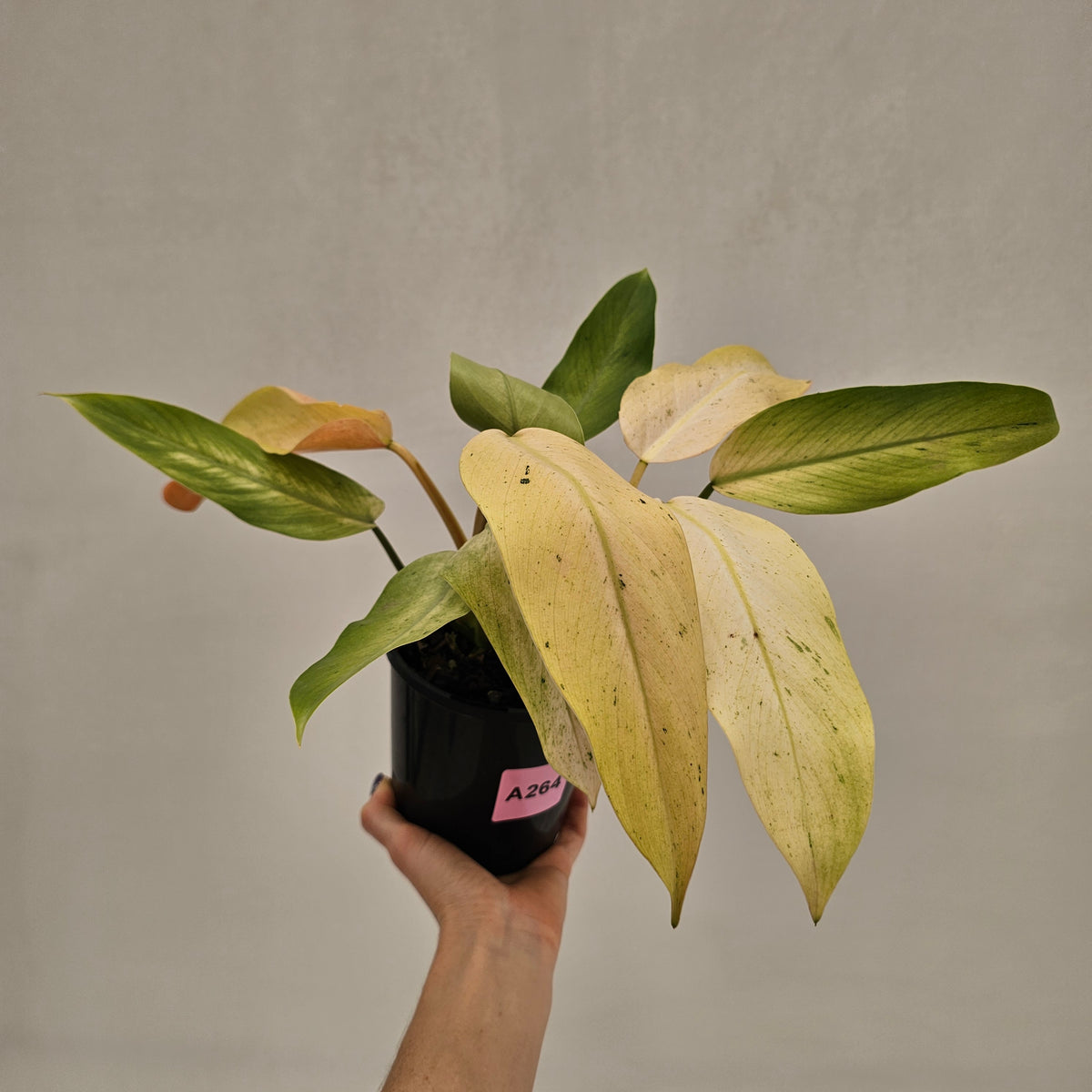 Philodendron  'Whipple Way' SALE