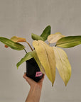 Philodendron  'Whipple Way' SALE