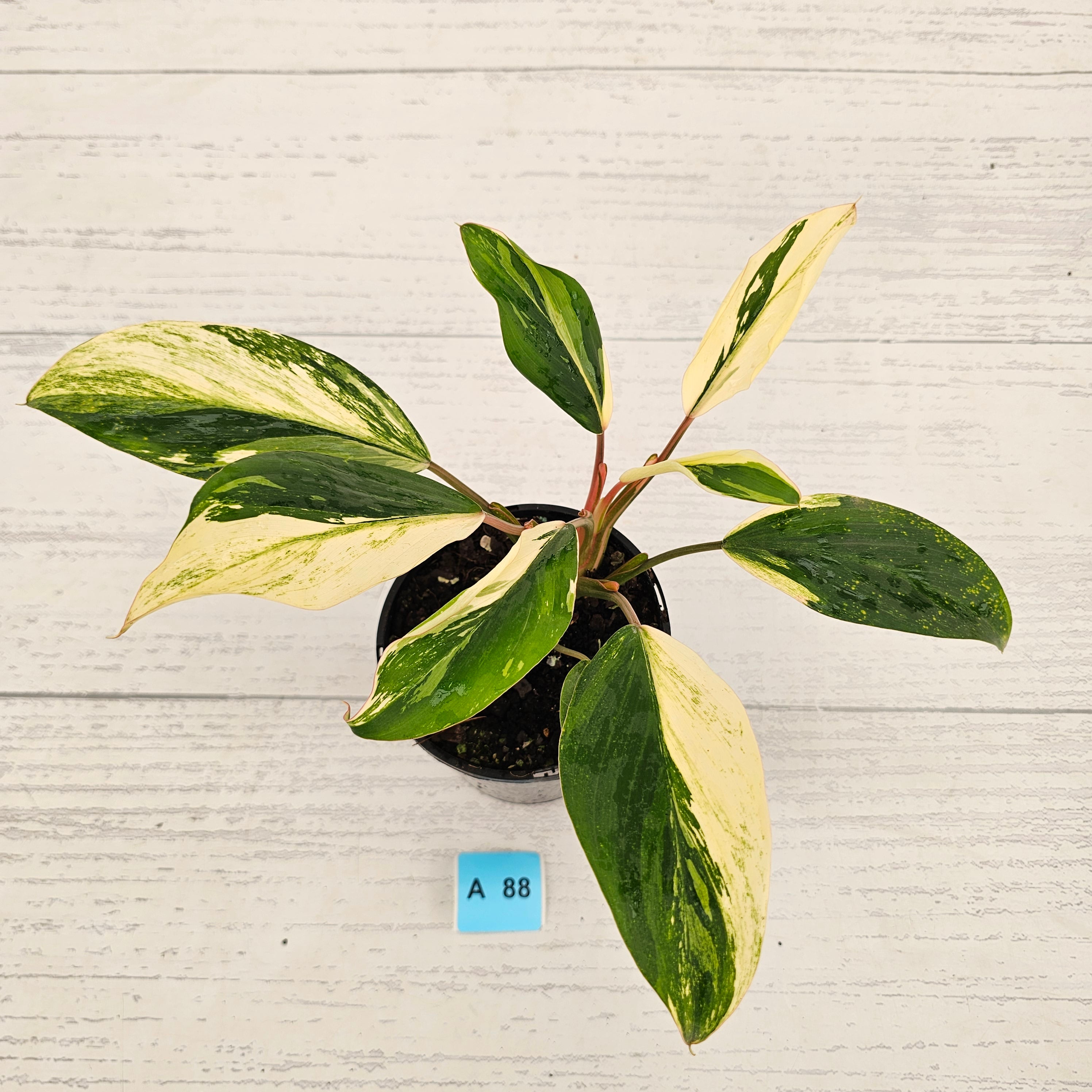 Homalomena 'Tropical Green' Variegata -sale