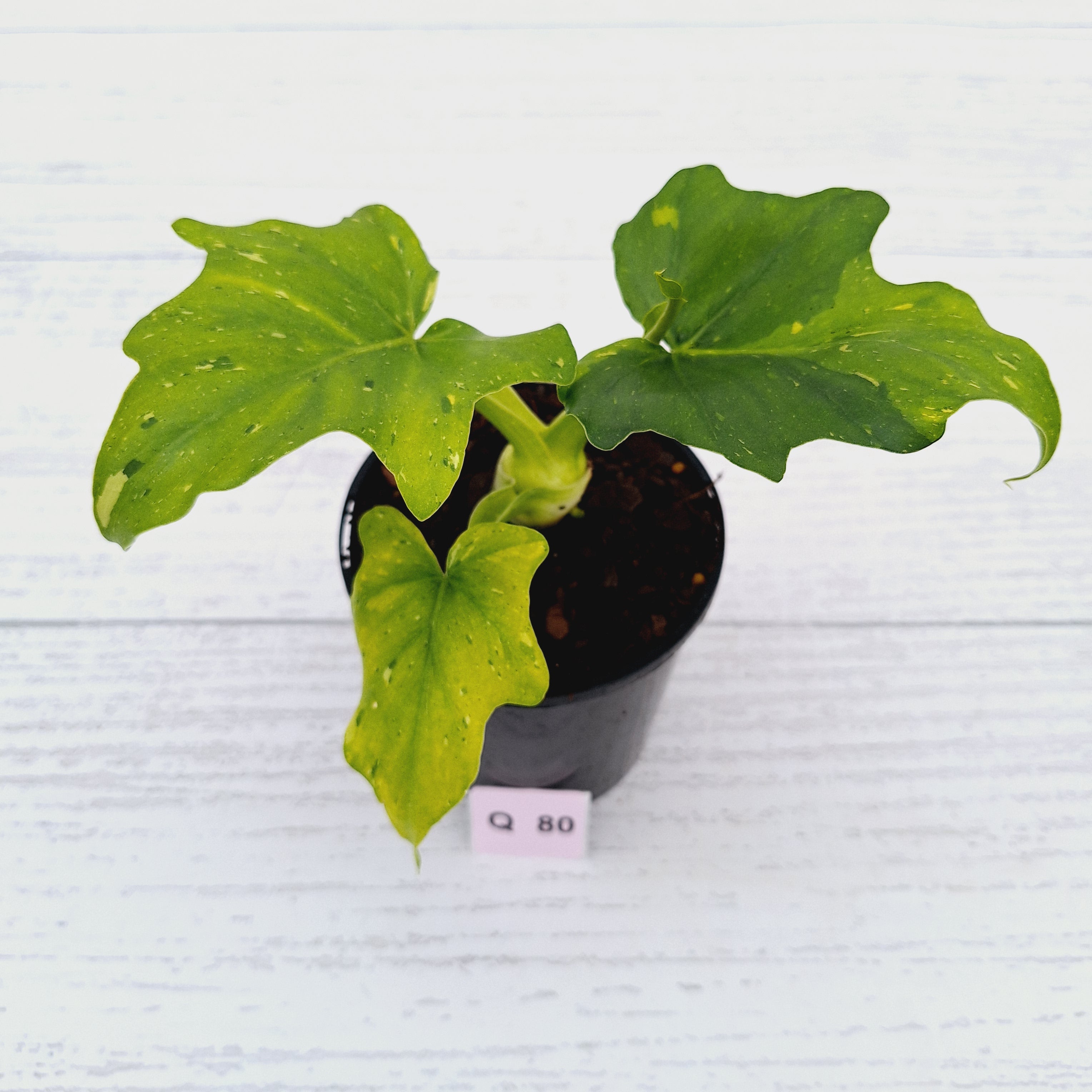 Philodendron warscewiczii Gold Variegata