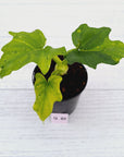 Philodendron warscewiczii Gold Variegata