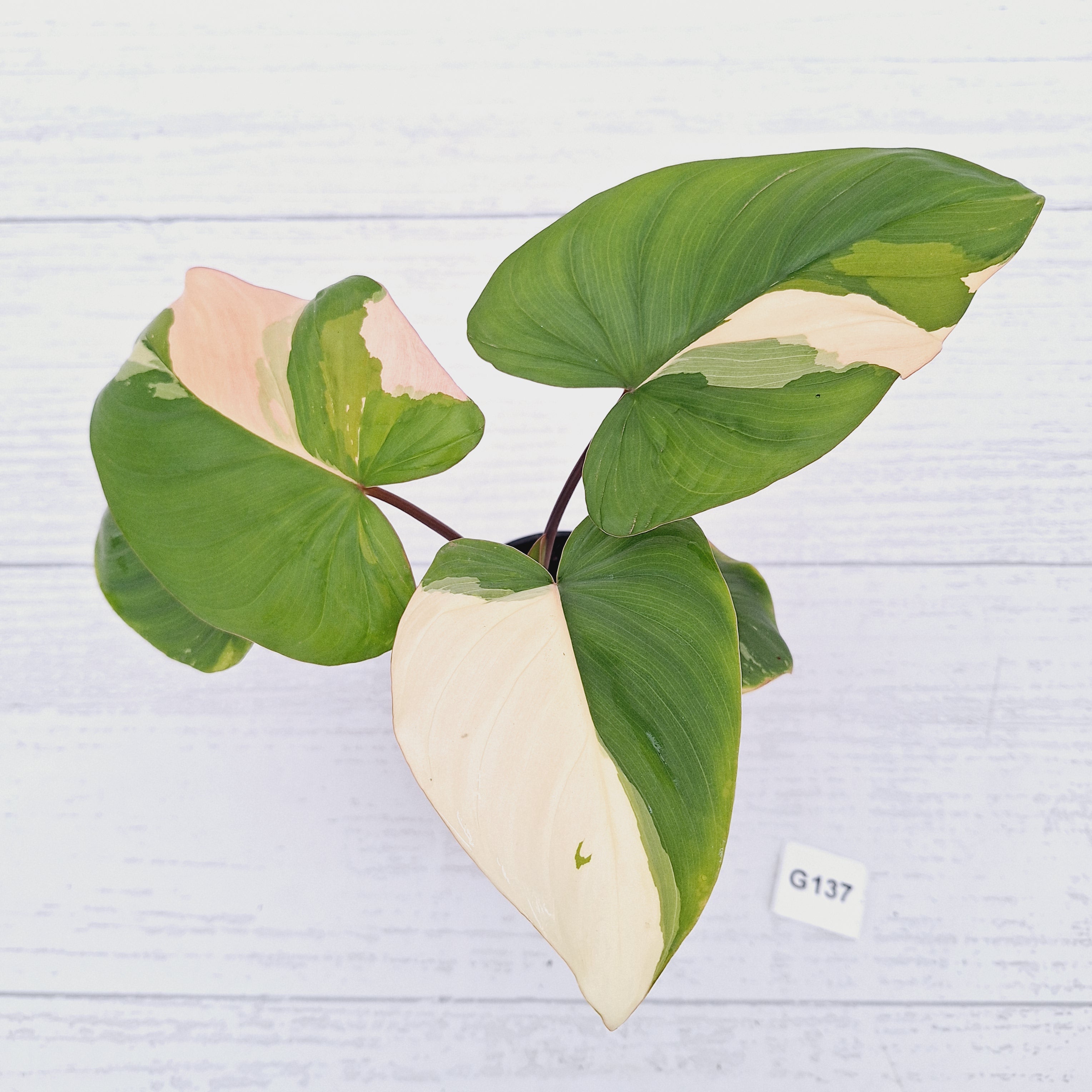 Homalomena rubescens Variegata -