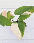 Homalomena rubescens Variegata -