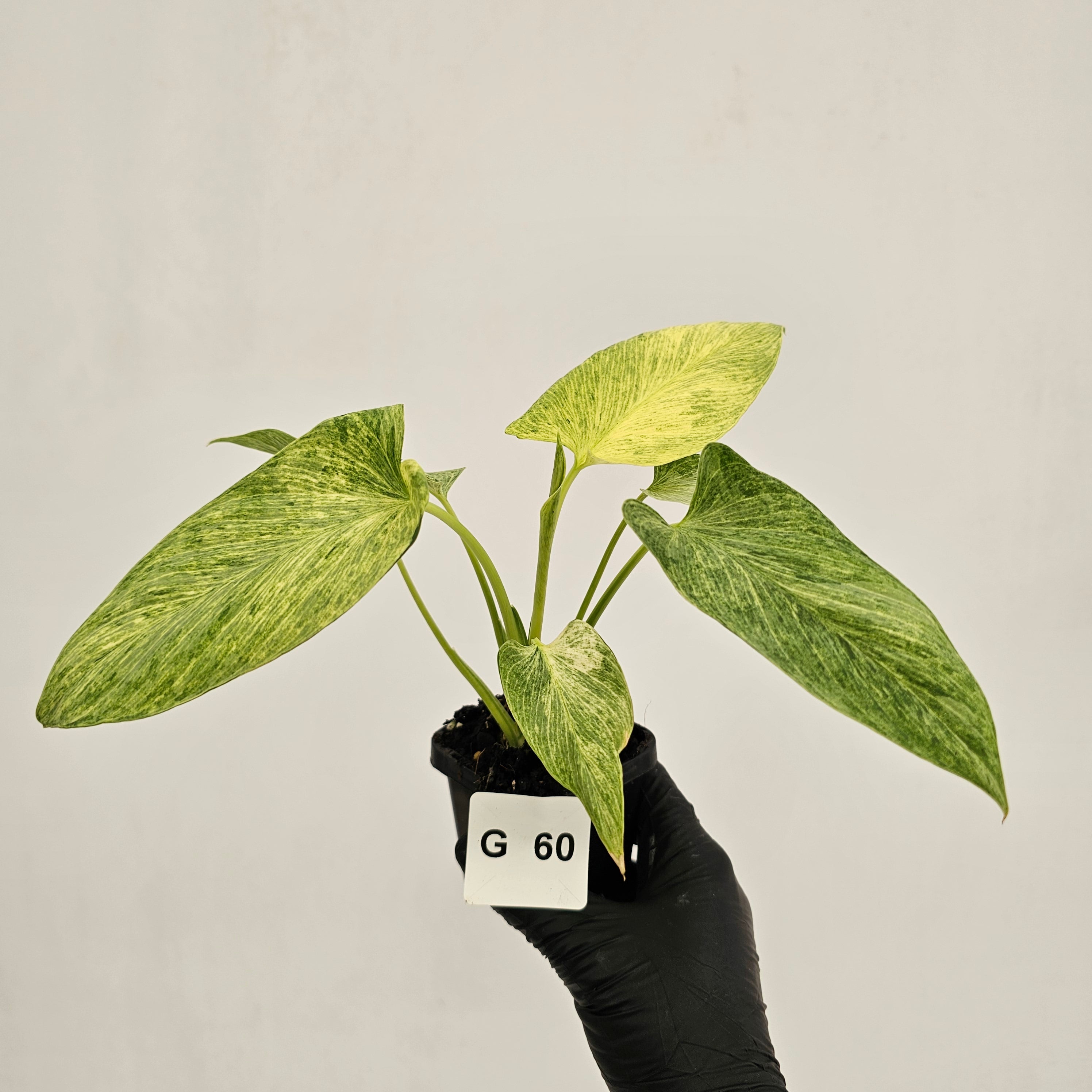 Homalomena sulcata ‘Cream Frost’ - SALE