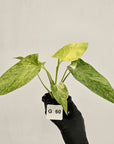 Homalomena sulcata ‘Cream Frost’ - SALE