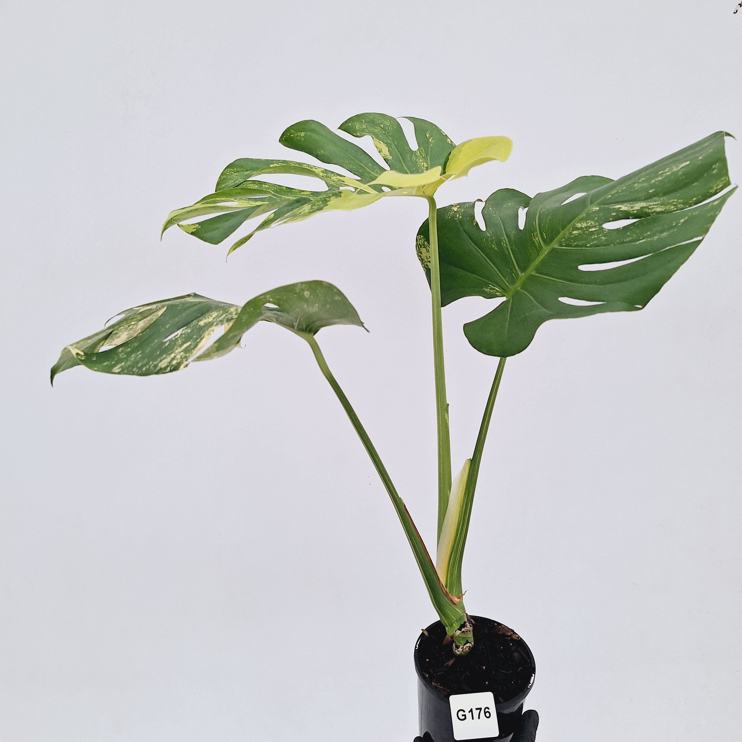 Monstera deliciosa Variegata