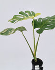 Monstera deliciosa Variegata