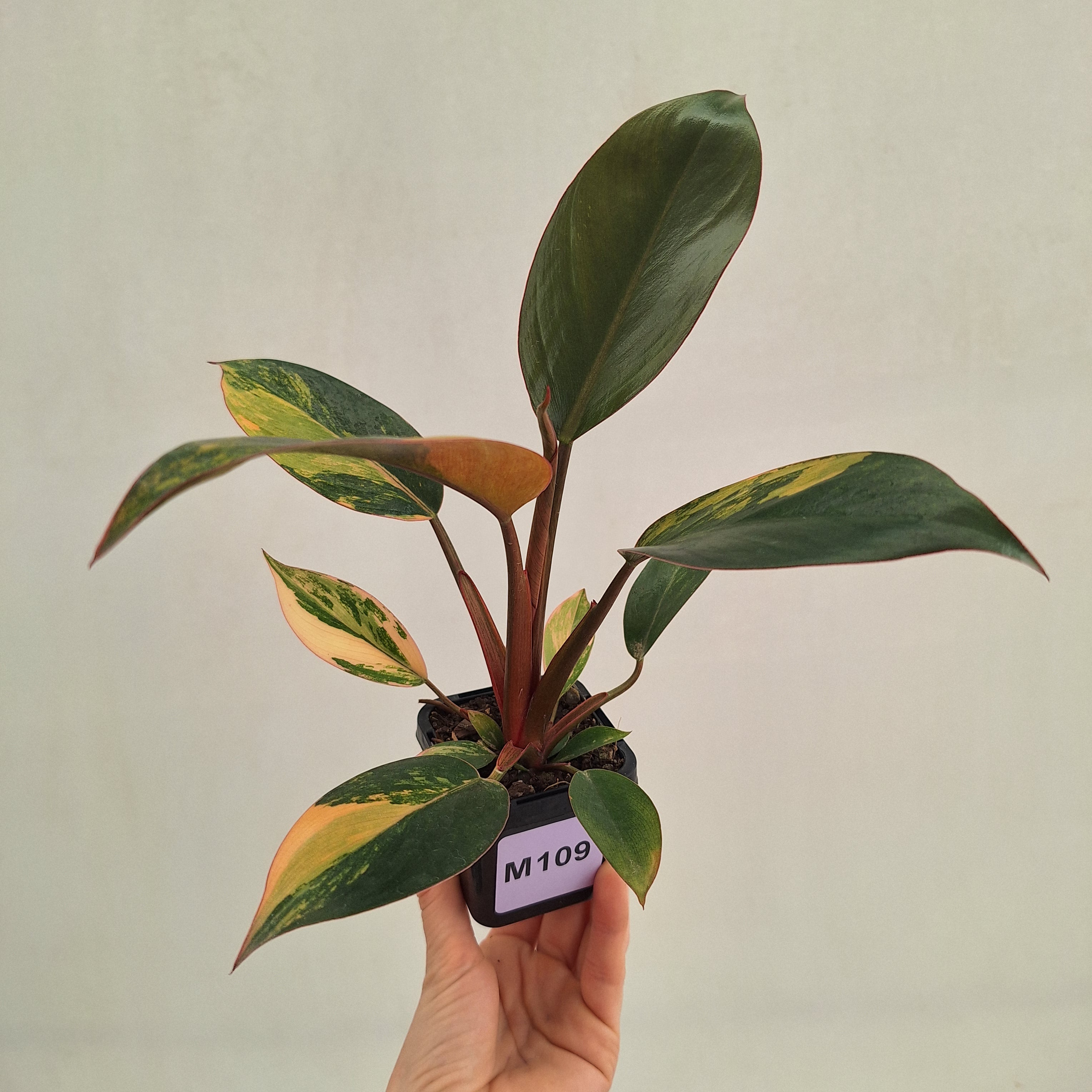 Philodendron 'Rojo Congo Variegated' 70mm
