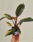 Philodendron 'Rojo Congo Variegated' 70mm