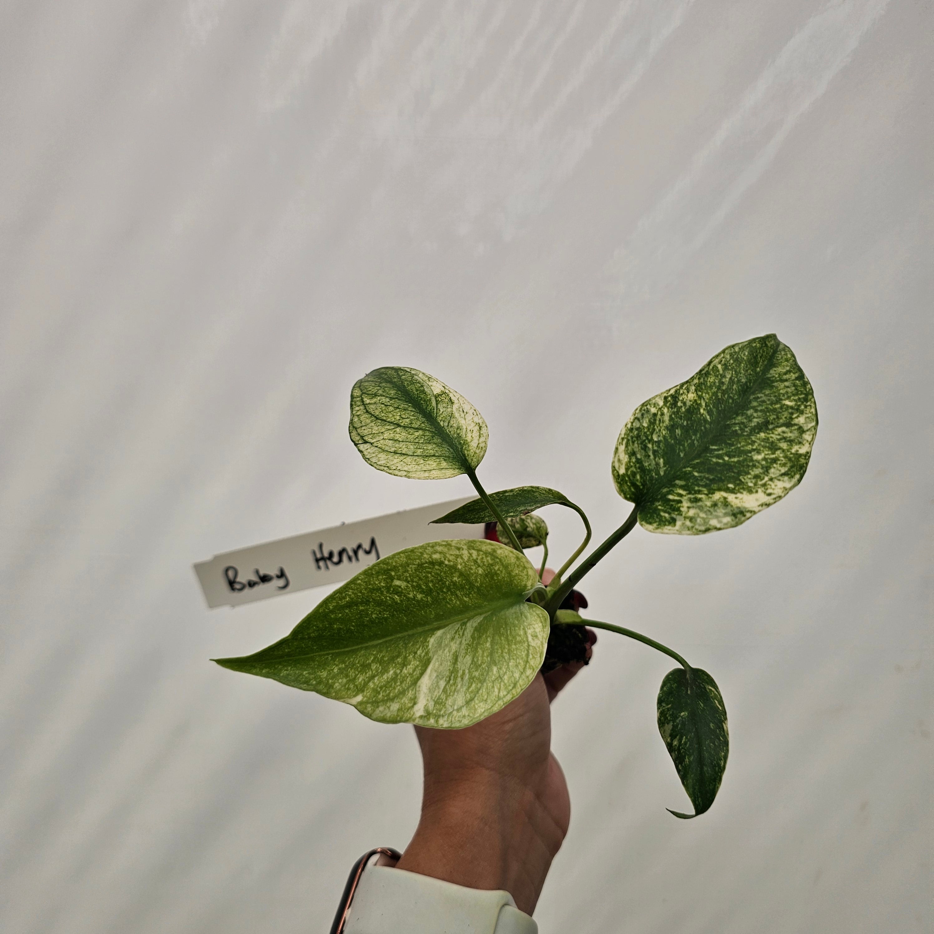Monstera Deliciosa 'Mint' - Bare Bottom Baby