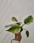 Monstera Deliciosa 'Mint' - Bare Bottom Baby
