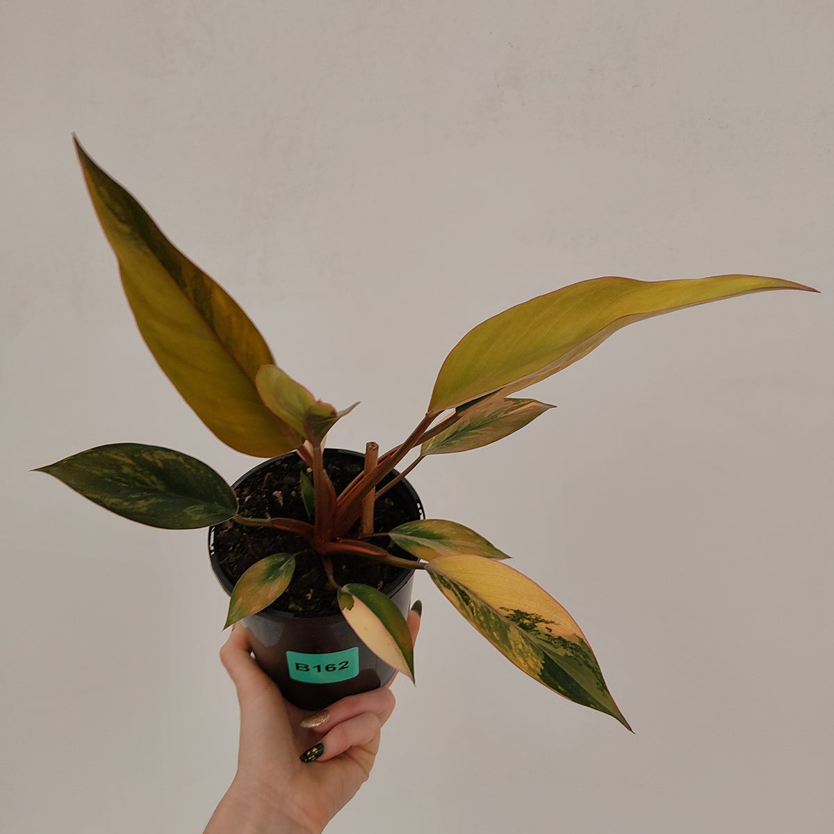 Philodendron 'Rojo Congo Variegated' 125mm - SALE