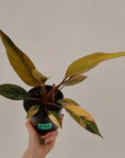 Philodendron 'Rojo Congo Variegated' 125mm - SALE