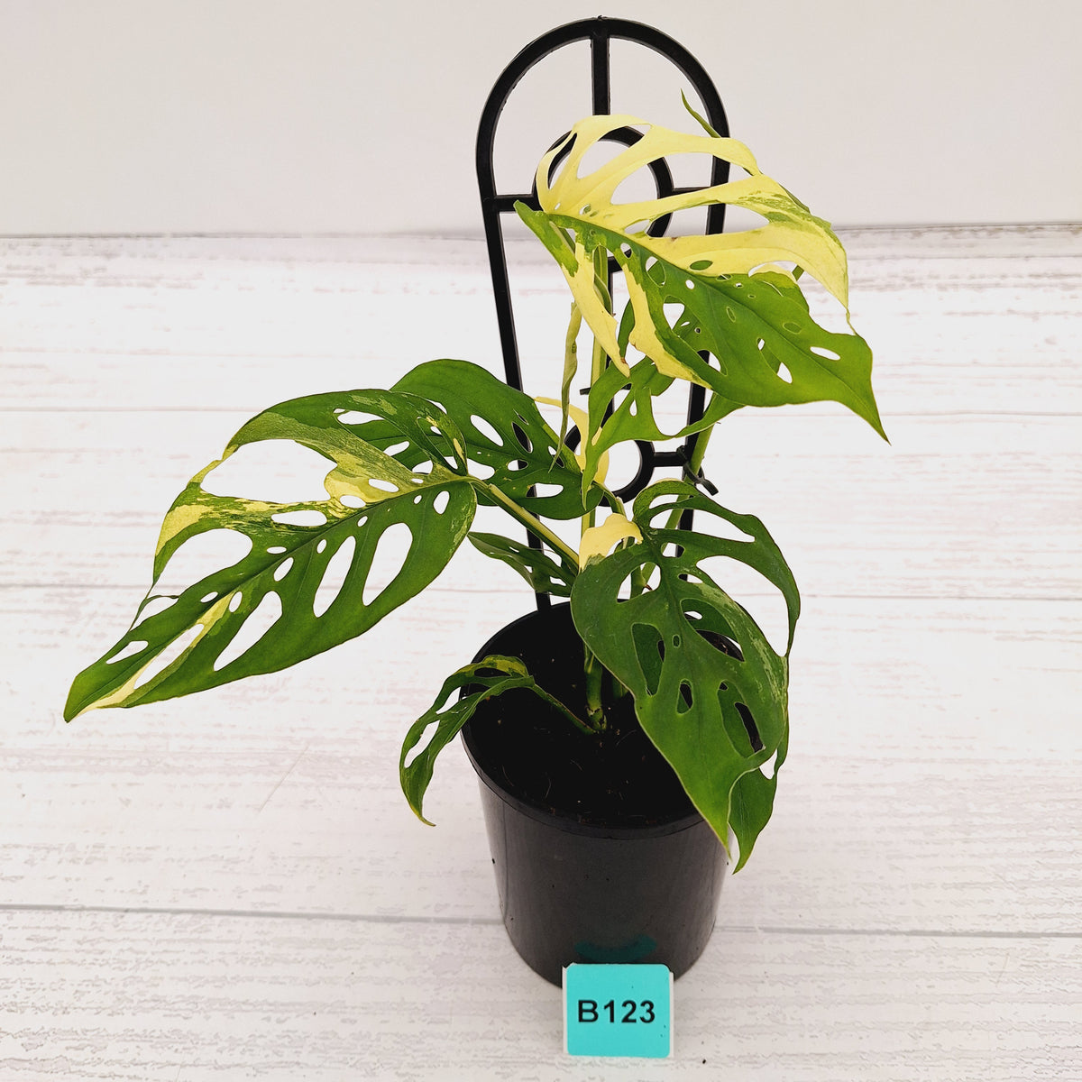 Monstera adansonii Variegata
