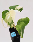 Monstera borsigiana 'Albo' - SALE