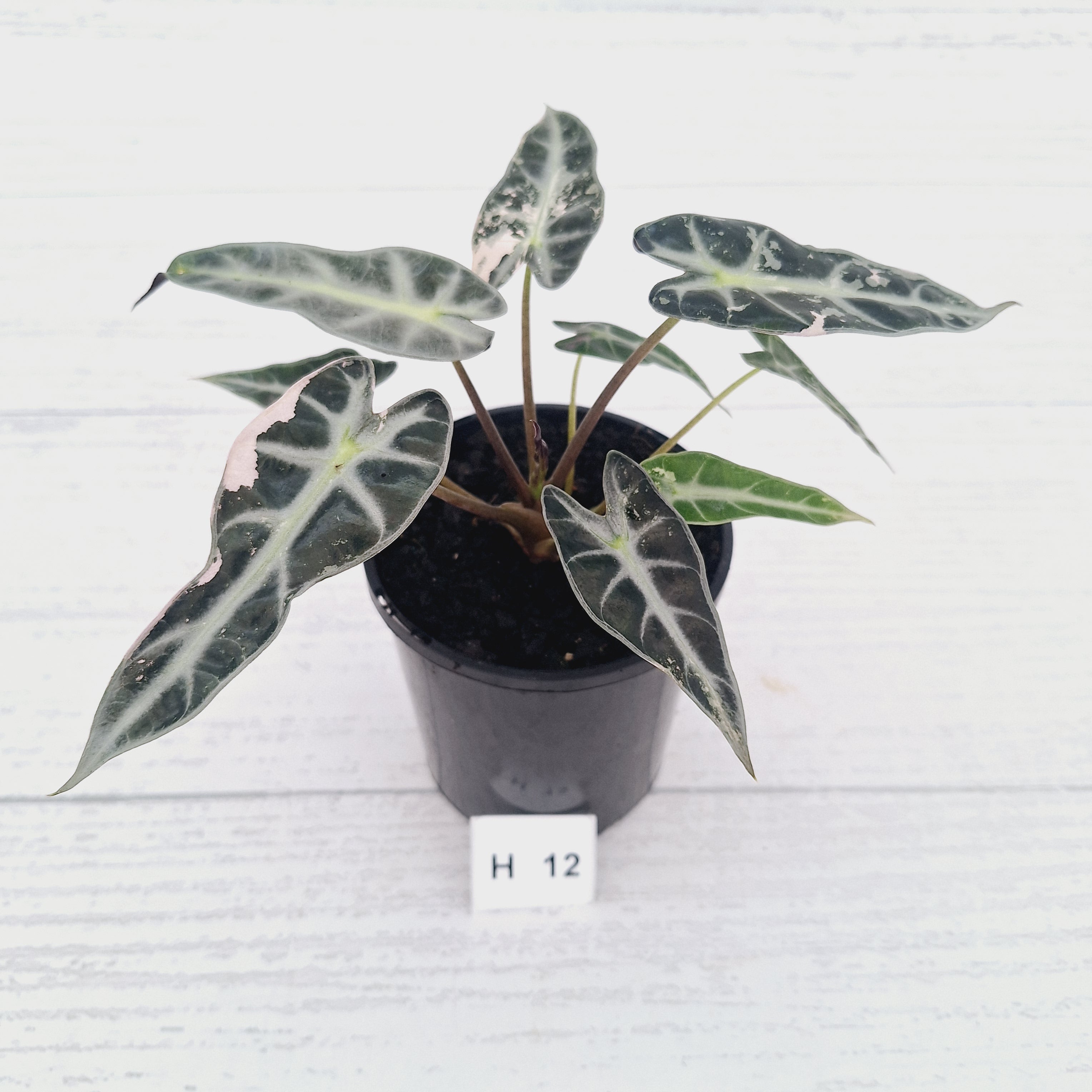 Alocasia Amazonica  bambino Variegata