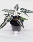 Alocasia Amazonica  bambino Variegata