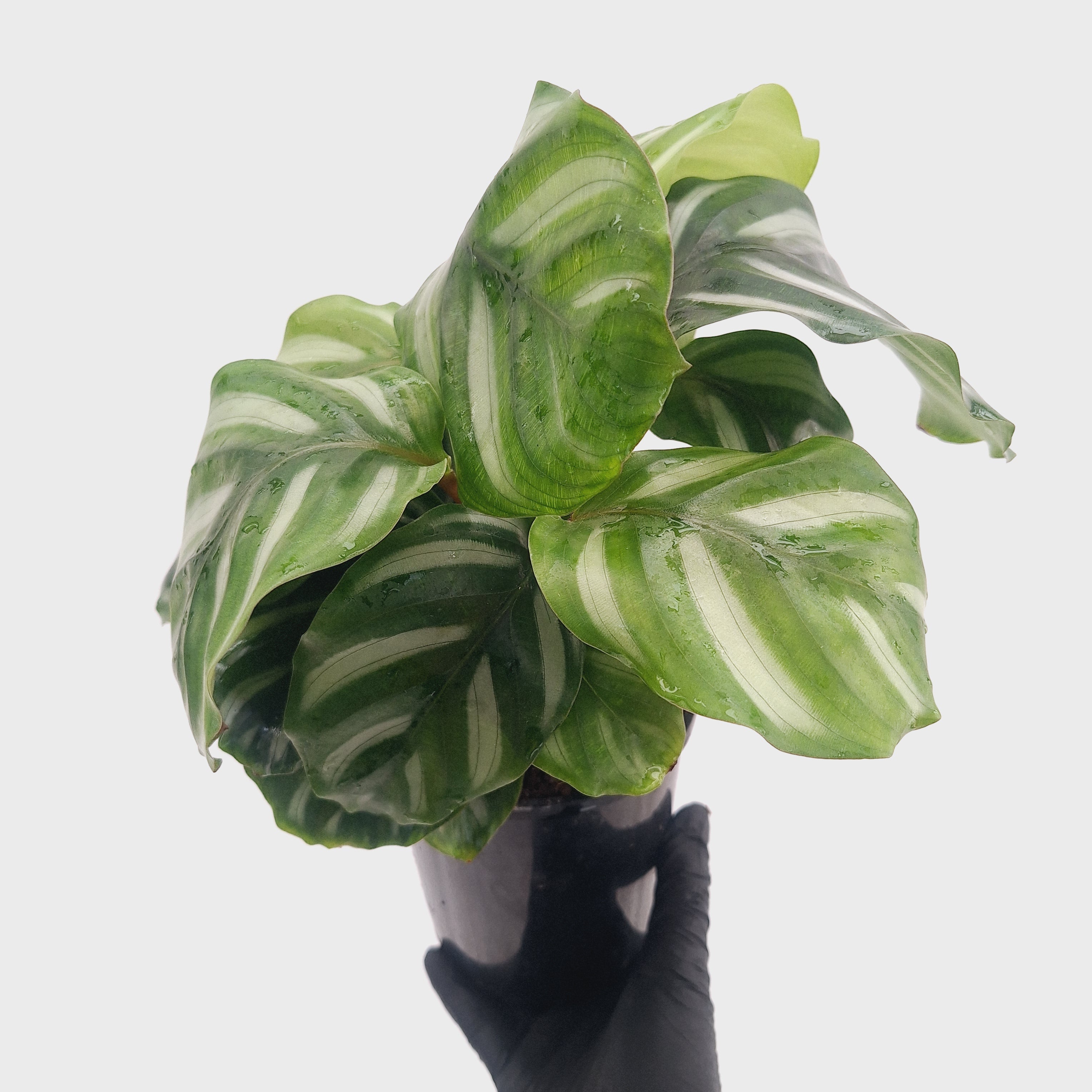 Calathea 'watercolour'