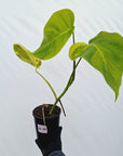 Monstera borsigiana Aurea