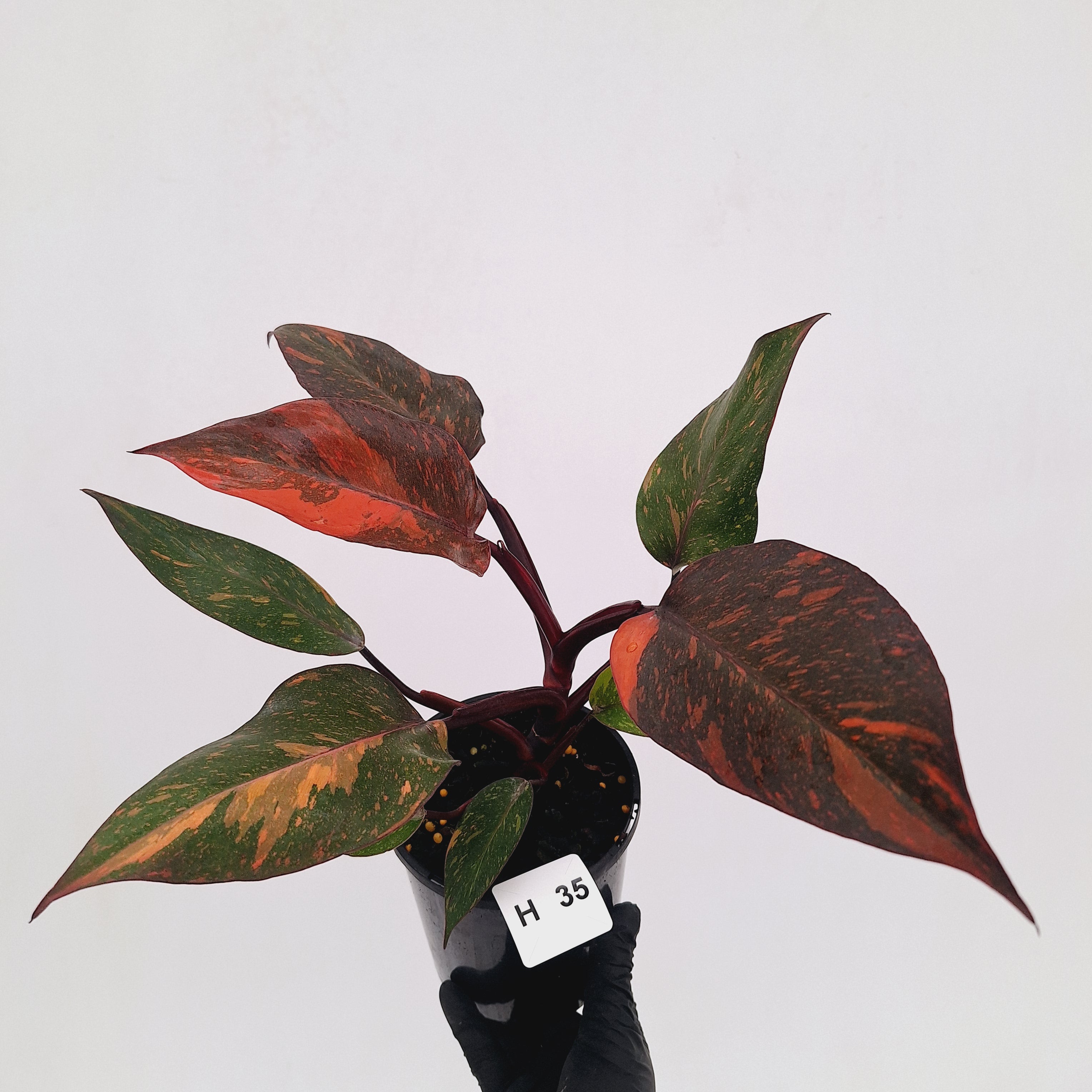 Philodendron 'Orange Princess' - FLASH SALE