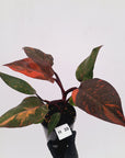 Philodendron 'Orange Princess' - FLASH SALE