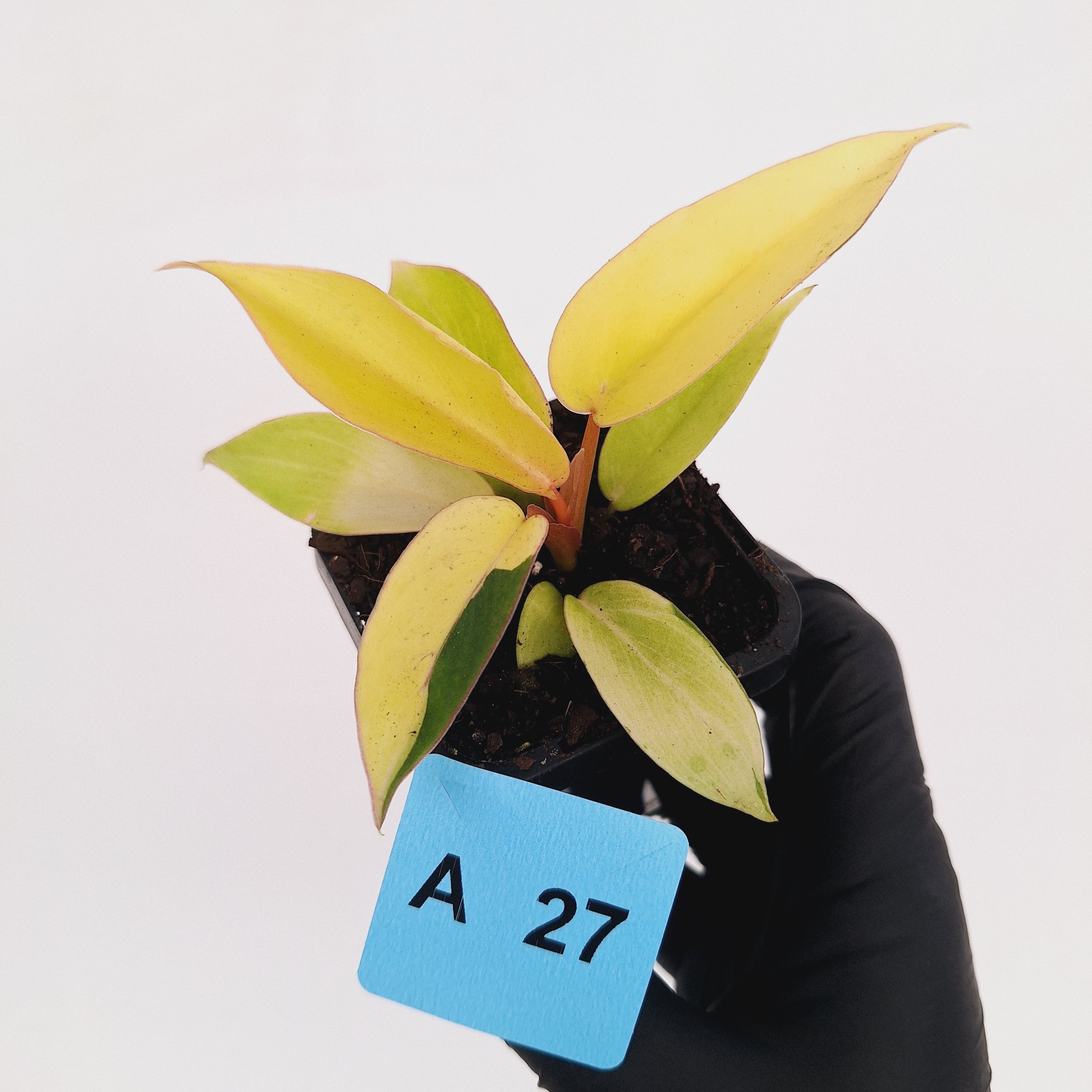 Philodendron pinnatifidum 'Jungle Fever Egg Yolk'