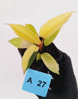Philodendron pinnatifidum 'Jungle Fever Egg Yolk'