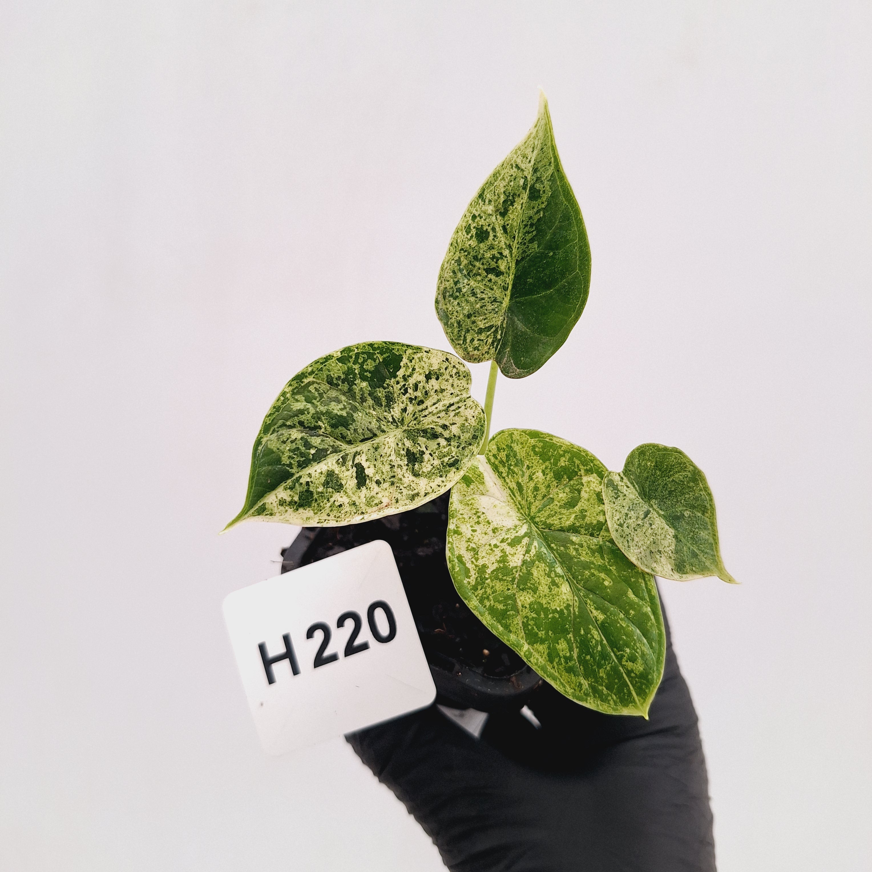 Alocasia baginda ‘Dragon Scale Mint'