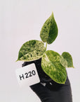 Alocasia baginda ‘Dragon Scale Mint'