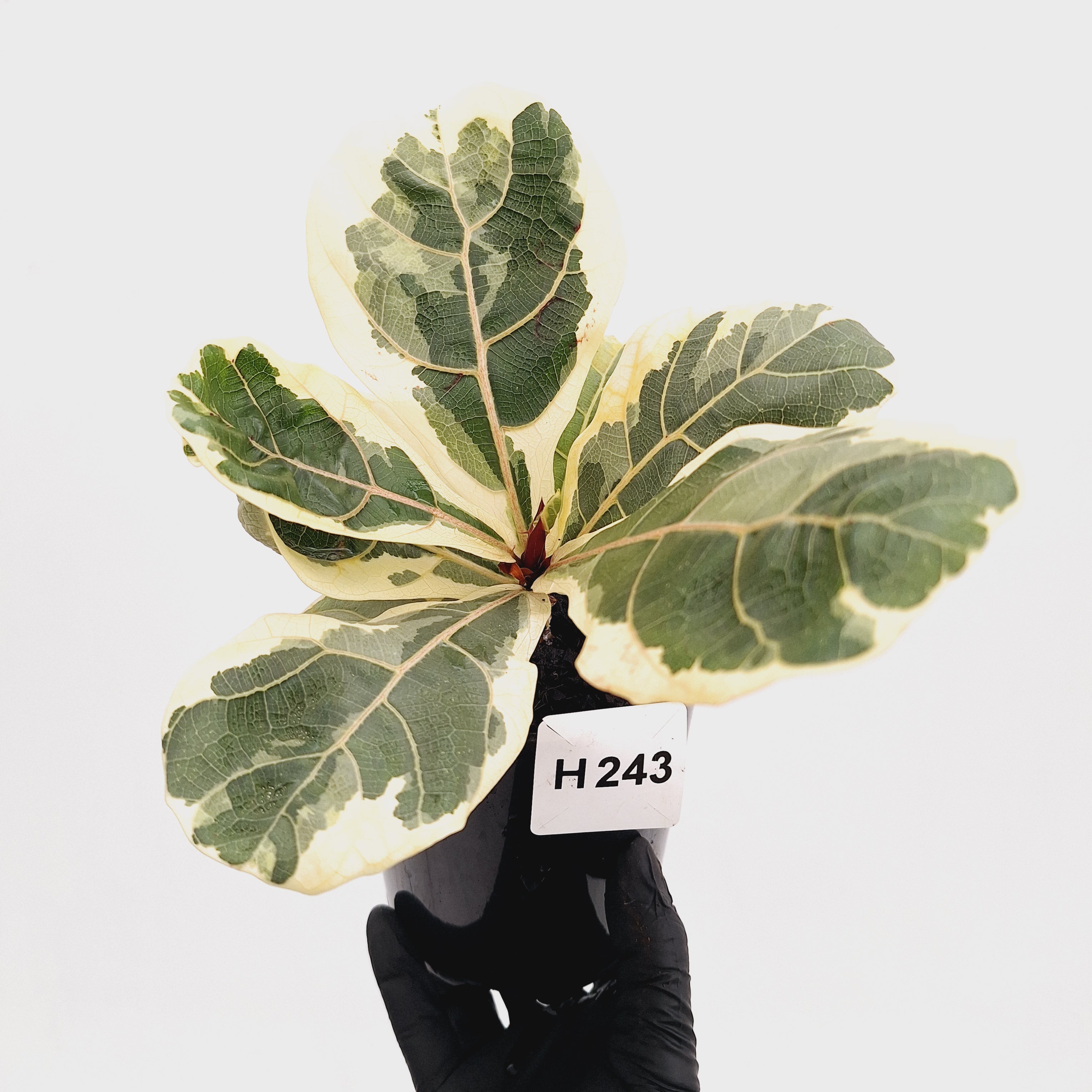 Ficus lyrata Variegata
