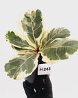 Ficus lyrata Variegata