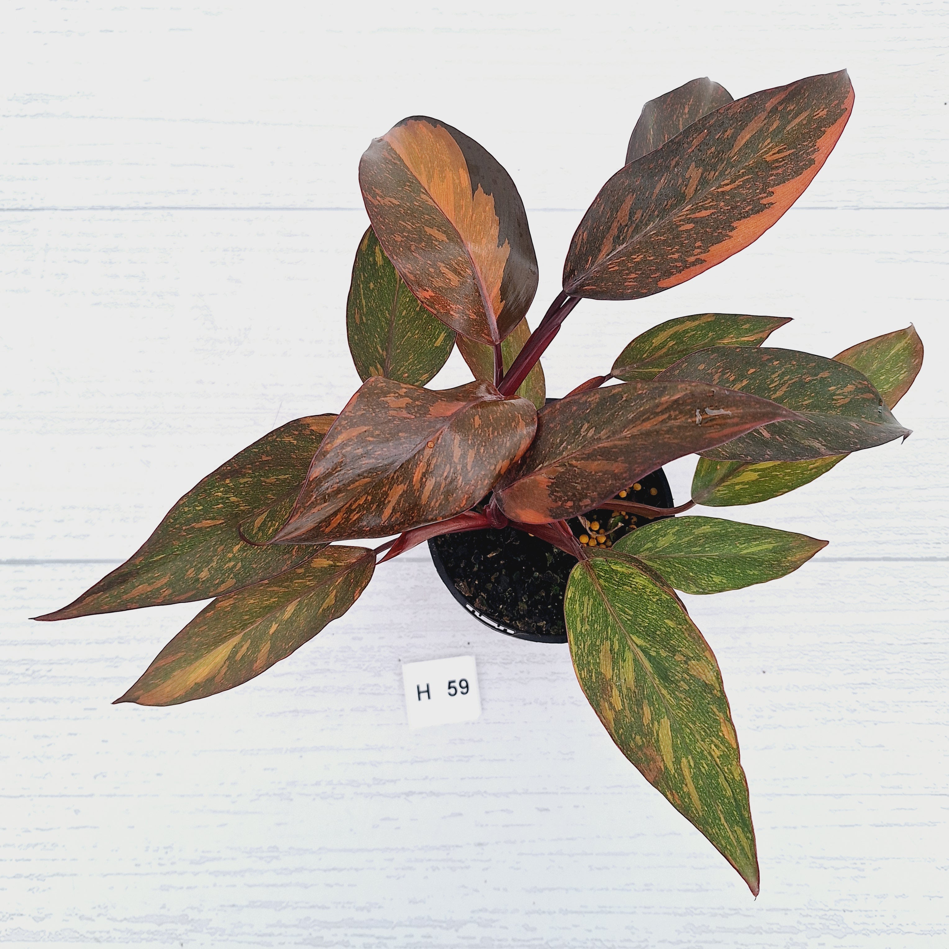 Philodendron 'Orange Princess' - FLASH SALE