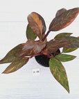 Philodendron 'Orange Princess' - FLASH SALE