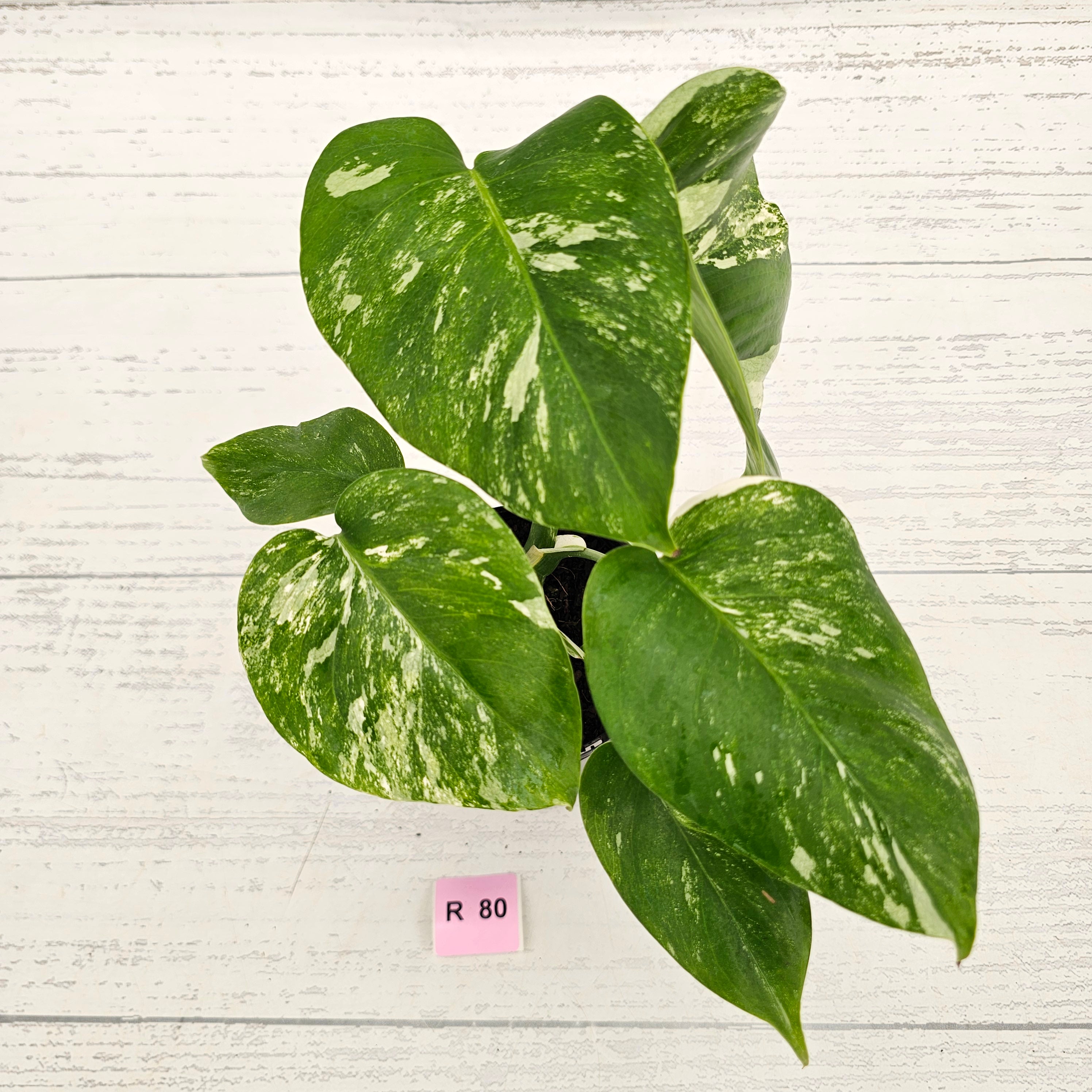 Monstera borsigiana 'Albo'