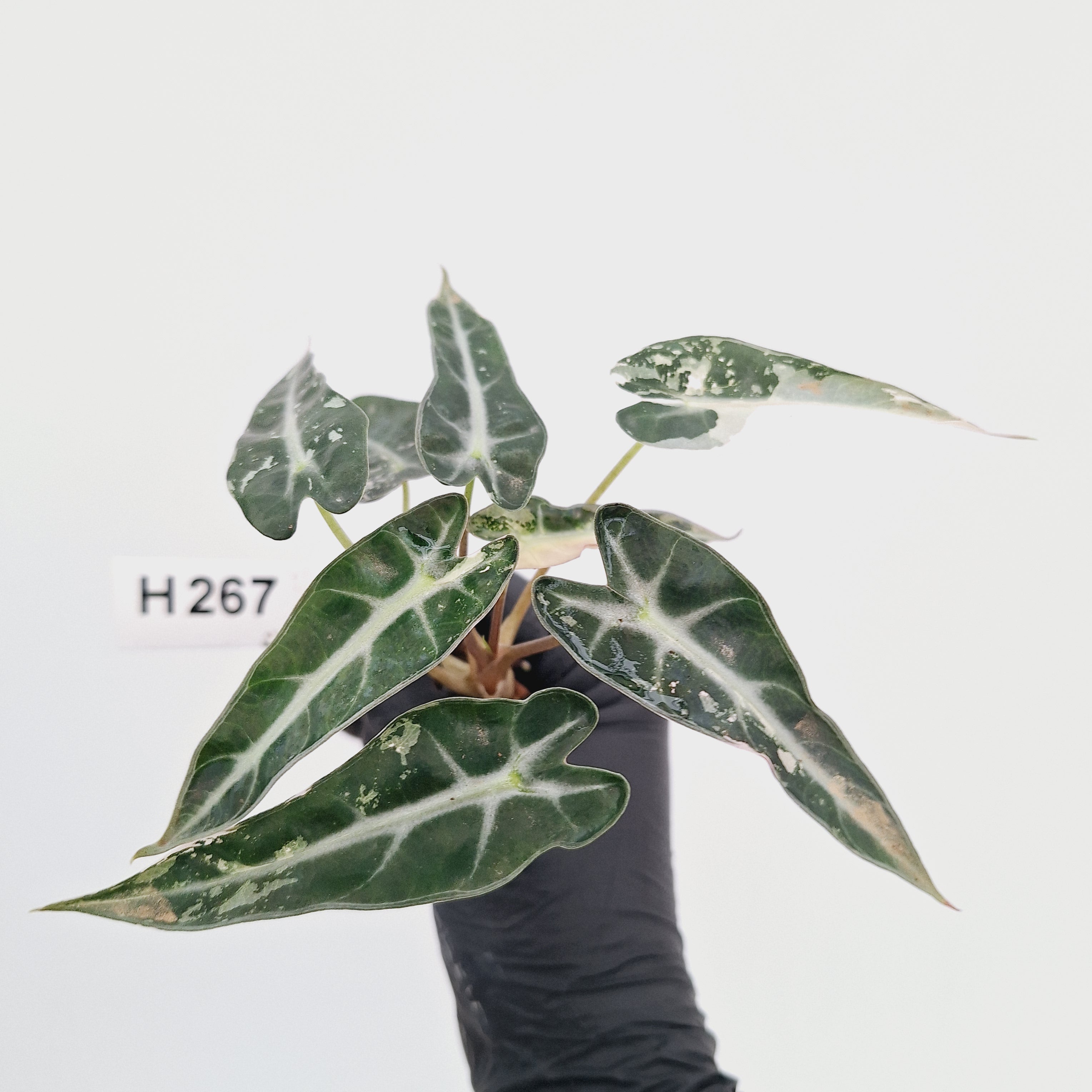Alocasia Amazonica  bambino Variegata - Bare Bottom Baby - SALE