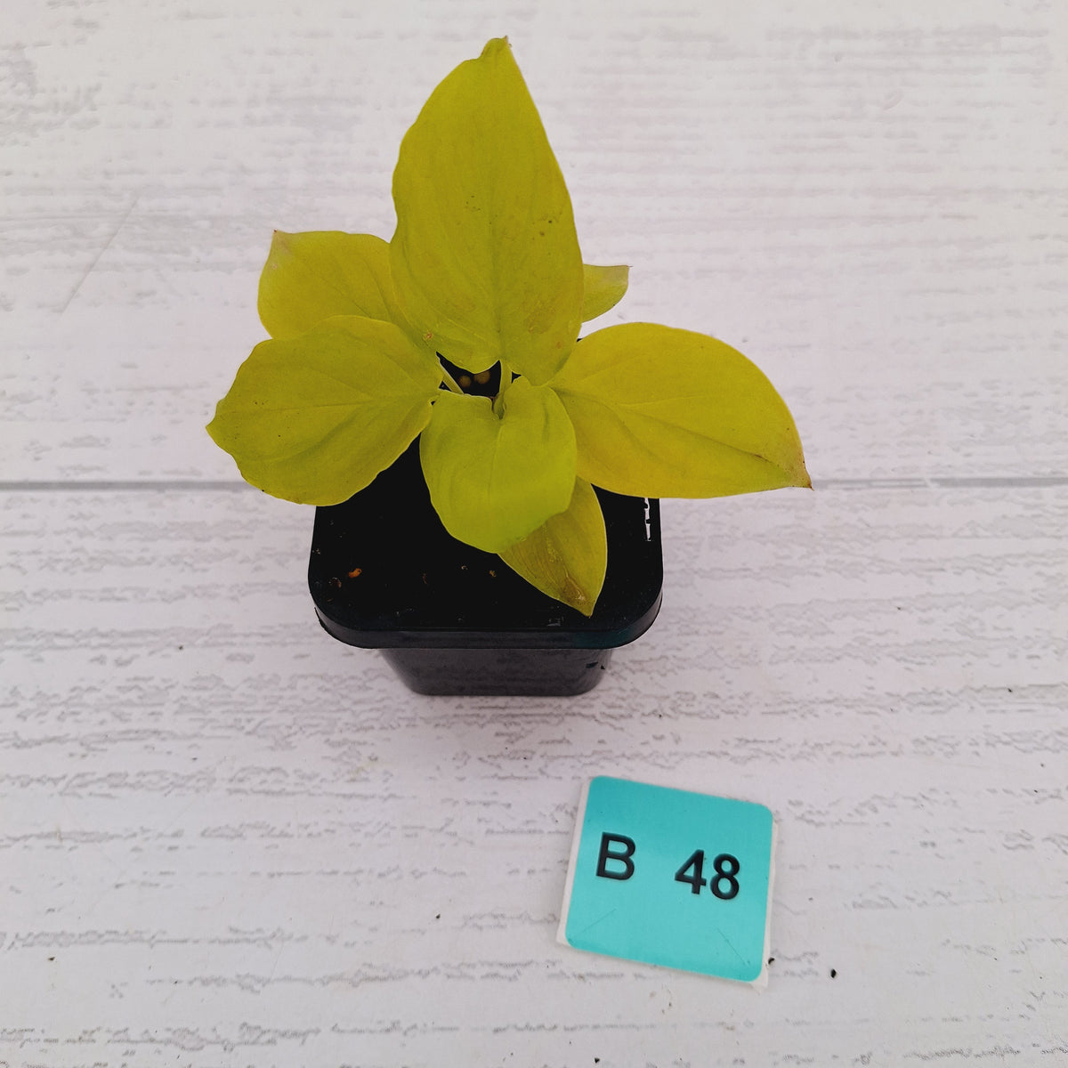Homalomena rubescens Golden Hibiscus’ SALE