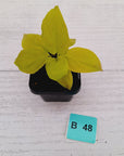 Homalomena rubescens Golden Hibiscus’ SALE