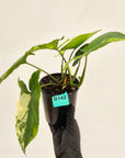 Syngonium podophyllum 'Gold'