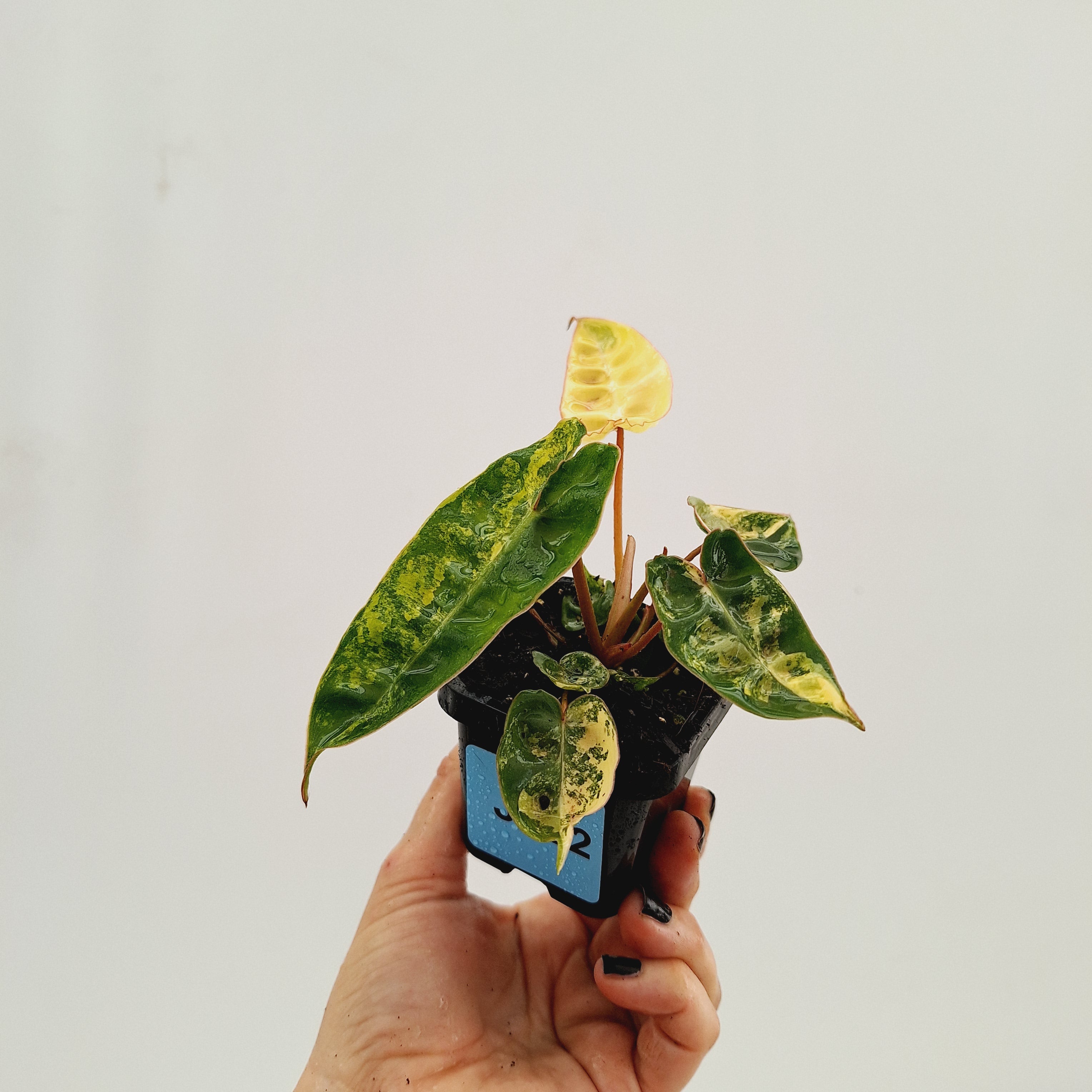 Philodendron billietiae Variegata