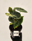 Alocasia Pink Dragon 'Variegata'