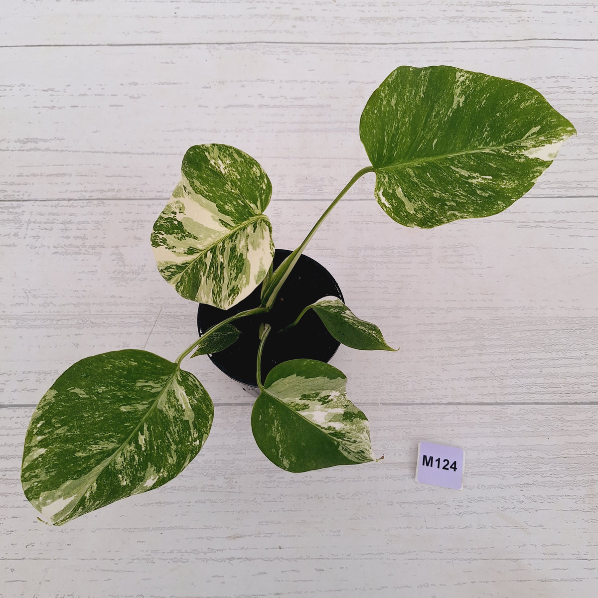Monstera borsigiana 'Albo'