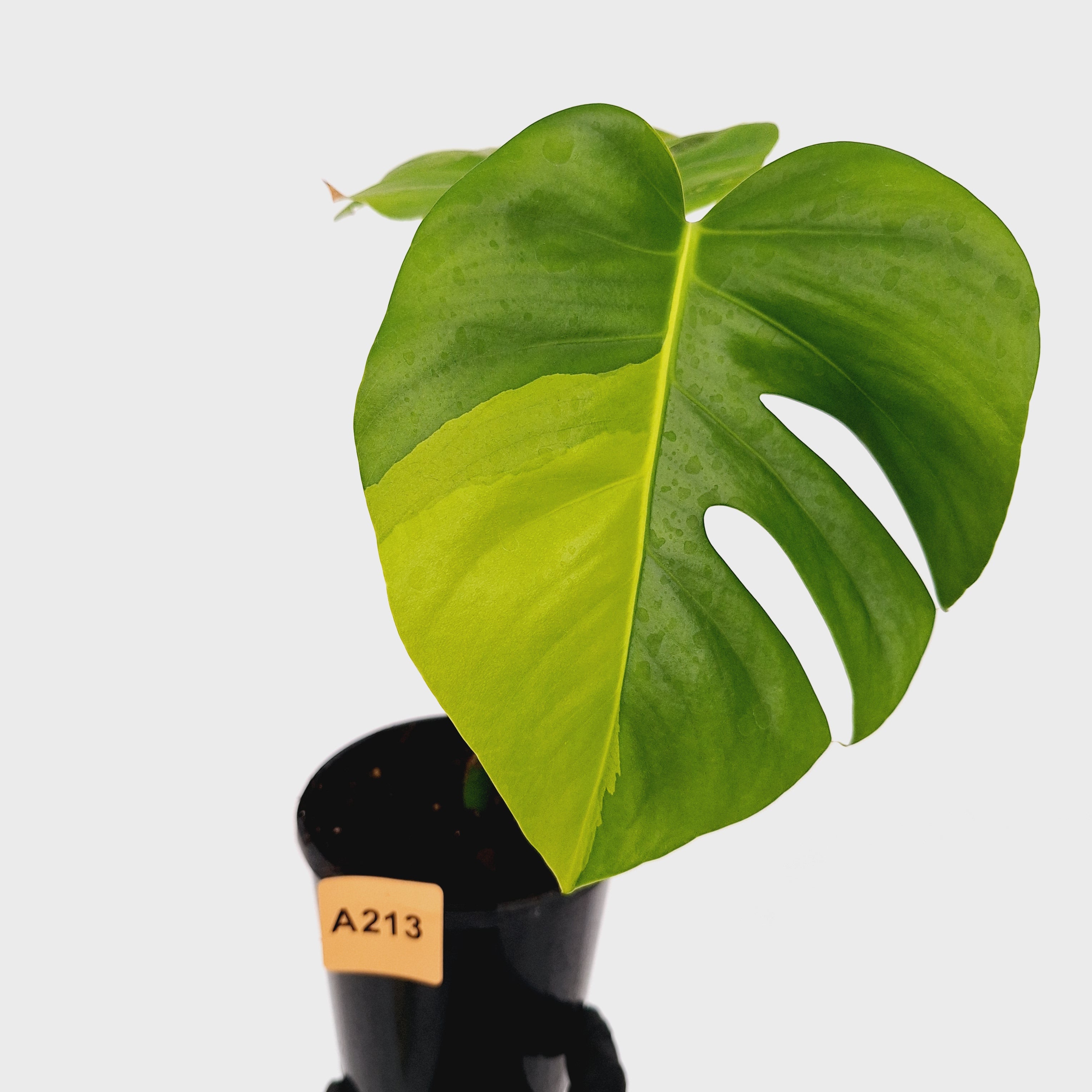 Monstera borsigiana &#39;Aurea&#39;